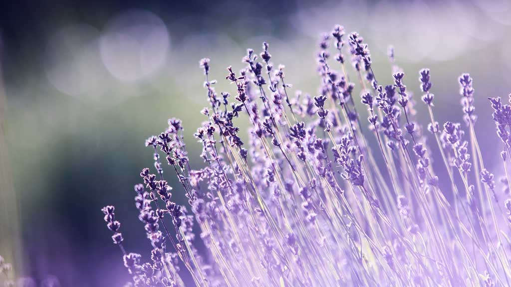 مقدس انجیل کی تعلیم - کیا مقدس انجیل سچی ہے؟ - پاک کلام کی سچائی - خُداوند کا پاک کلام