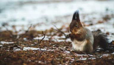 ¿Cómo se debe comportar el hombre con los animales y otras criaturas?