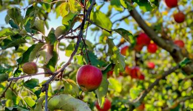 ¿Qué son los frutos del Espíritu Santo? | Gozo | Paz | Paciencia | Bondad