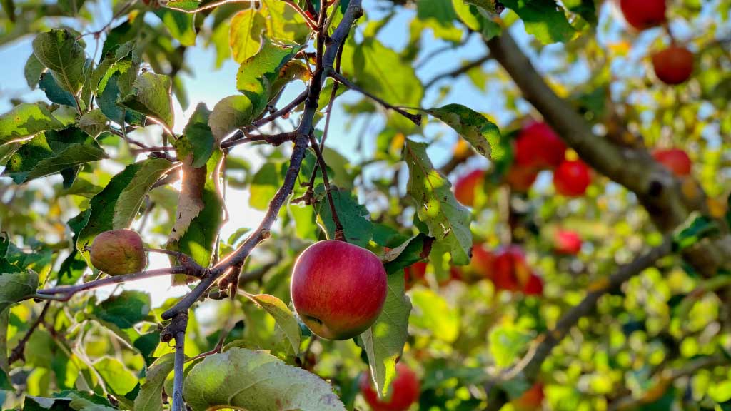 ¿Qué son los frutos del Espíritu Santo? | Gozo | Paz | Paciencia | Bondad