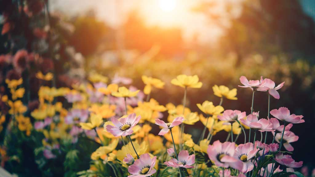 Salmo 25 - Se llama a Dios en la prueba | Señor alma | Dios confío