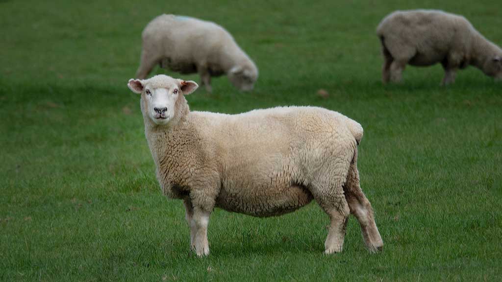 کھوئی ہوئی بھیڑ کی تمثیل - یسوع مسیح اچھا چرواہا - مسیح کی سب بھیڑیں